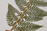 司氏碗蕨藏品圖，第3張