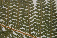 司氏碗蕨藏品圖，第5張