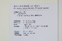 臺灣粉背蕨藏品圖，第2張