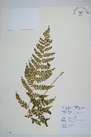 擬岩蕨藏品圖，第1張