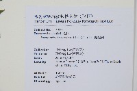 擬岩蕨藏品圖，第2張