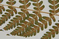 擬岩蕨藏品圖，第5張
