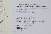 掌鳳尾蕨藏品圖，第2張