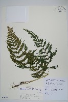 柔葉金星蕨藏品圖，第1張