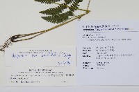 柔葉金星蕨藏品圖，第2張