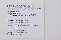 臺灣耳蕨藏品圖，第2張