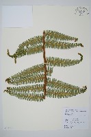 中華裡白藏品圖，第1張