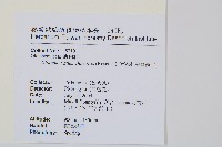 中華裡白藏品圖，第2張