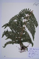 毛囊鱗蓋蕨藏品圖，第1張