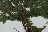 毛囊鱗蓋蕨藏品圖，第2張