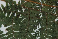 毛囊鱗蓋蕨藏品圖，第3張