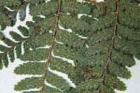 毛囊鱗蓋蕨藏品圖，第4張