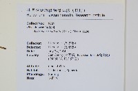 藤蕨藏品圖，第2張