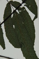 燕尾三叉蕨藏品圖，第3張