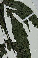 燕尾三叉蕨藏品圖，第4張