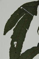 燕尾三叉蕨藏品圖，第5張