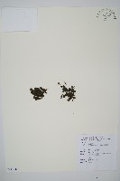 盾形單葉假脈蕨藏品圖，第1張