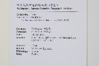 盾形單葉假脈蕨藏品圖，第2張