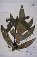 翅柄三叉蕨藏品圖，第1張