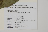 翅柄三叉蕨藏品圖，第2張