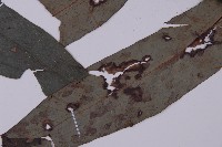 翅柄三叉蕨藏品圖，第4張