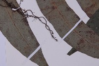 翅柄三叉蕨藏品圖，第5張