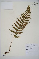 厚葉鱗毛蕨藏品圖，第1張