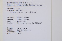 厚葉鱗毛蕨藏品圖，第2張