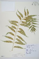 蘭嶼鐵角蕨藏品圖，第1張