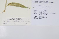 蘭嶼鐵角蕨藏品圖，第5張
