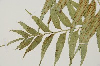 蘭嶼鐵角蕨藏品圖，第6張