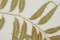 蘭嶼鐵角蕨藏品圖，第7張