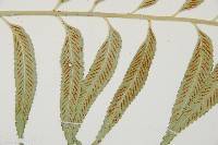 蘭嶼鐵角蕨藏品圖，第8張