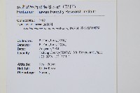 菲律賓厚葉蕨藏品圖，第2張