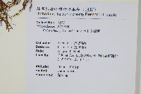 短圓線蕨藏品圖，第2張