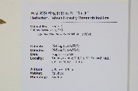 連珠蕨藏品圖，第2張