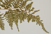 碗蕨藏品圖，第3張