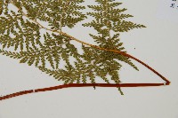 碗蕨藏品圖，第4張