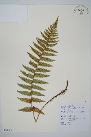 密鱗鱗毛蕨藏品圖，第1張