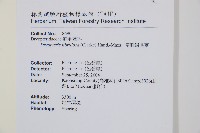 密鱗鱗毛蕨藏品圖，第2張