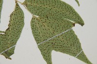 大葉貫眾蕨藏品圖，第2張