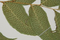 大葉貫眾蕨藏品圖，第3張