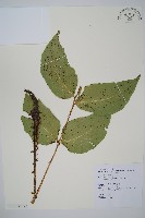 大葉貫眾蕨藏品圖，第4張