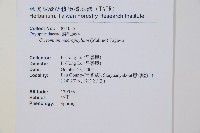 大葉貫眾蕨藏品圖，第5張