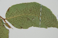 大葉貫眾蕨藏品圖，第7張