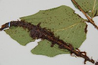 大葉貫眾蕨藏品圖，第8張