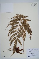 斜方複葉耳蕨藏品圖，第1張