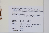 斜方複葉耳蕨藏品圖，第2張