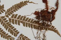 斜方複葉耳蕨藏品圖，第3張