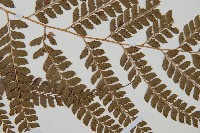 斜方複葉耳蕨藏品圖，第4張